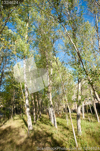 Image of Poplar forest