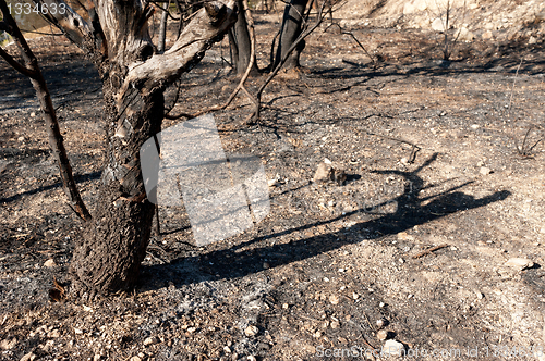 Image of Forest fire aftermath