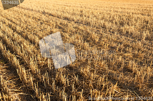 Image of Harvested field