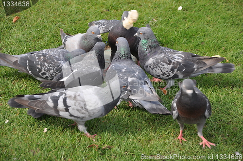 Image of Pigeons