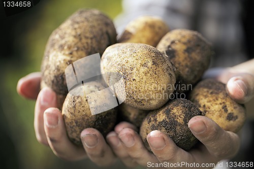 Image of Potato Harvest