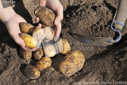 Image of Potato Harvest