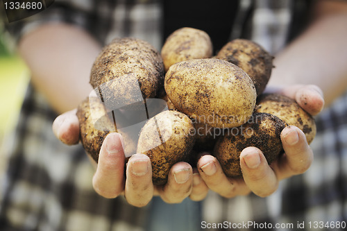 Image of Potato Harvest