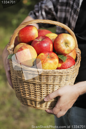 Image of Apple Harvest