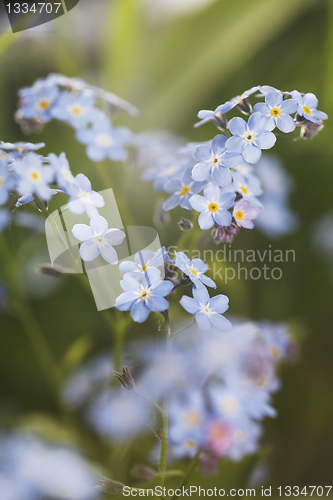 Image of Forget-me-not