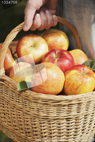 Image of Apple Harvest