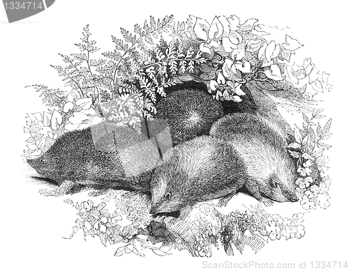 Image of Hedgehogs