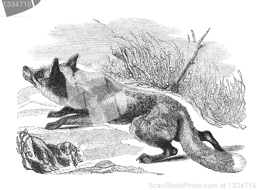 Image of Fox