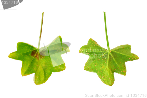 Image of Diseased leaf of  Pelargonium peltatum  – water-soaked lesions  - cork cells