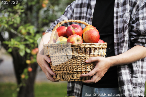 Image of Apple Harvest
