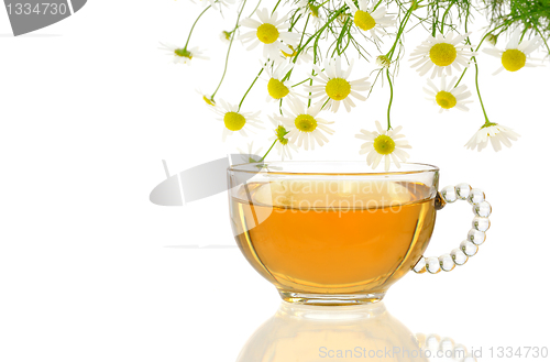 Image of Cup of chamomile tea with fresh chamomilla flowers over white background