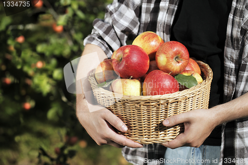 Image of Apple Harvest