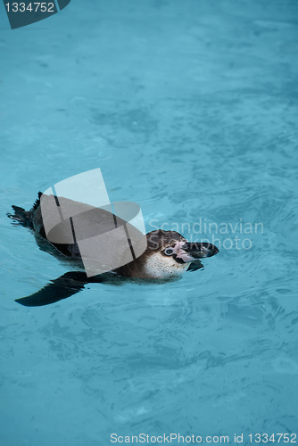 Image of Magellanic Penguin