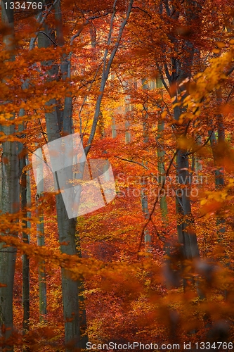 Image of Autumn Forest