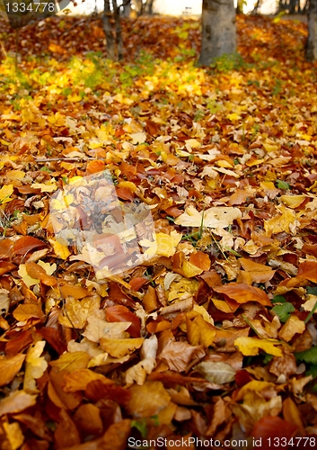 Image of Autumn