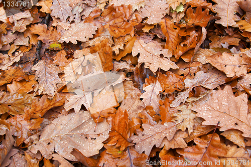 Image of autumn