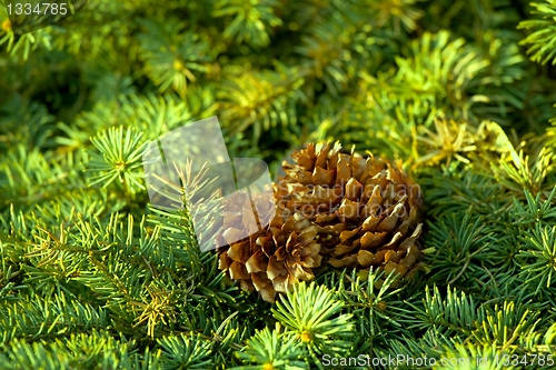 Image of Pine tree