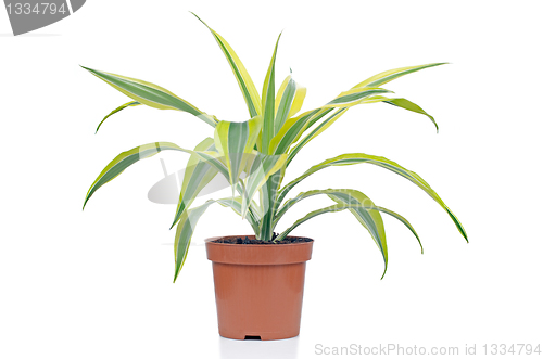 Image of Houseplant