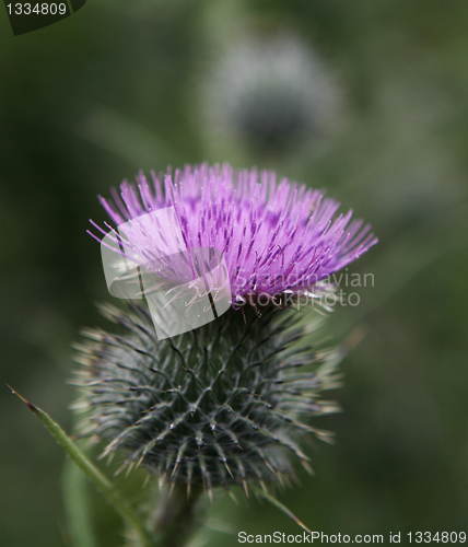 Image of Thistle