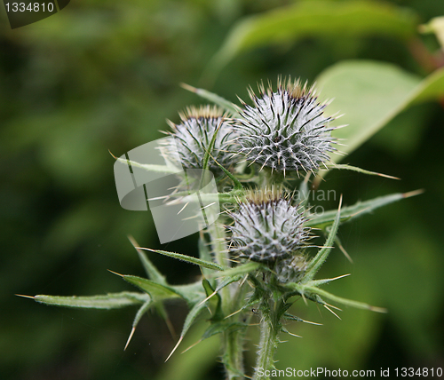 Image of Thistle