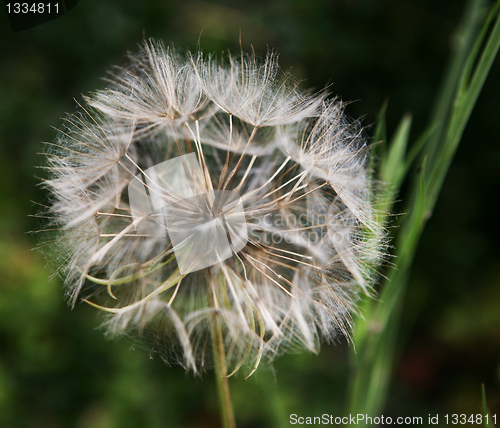 Image of Dandelion