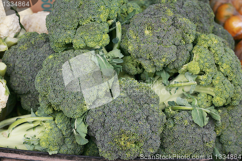 Image of green fresh broccoli close up