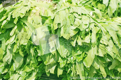 Image of Sawtooth Coriander - Eryngium foetidum background