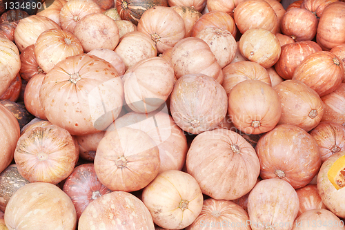 Image of pile of pumkins background, colorful pumpkins collection on the 