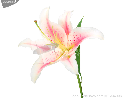 Image of One white-pink lily with green leaf