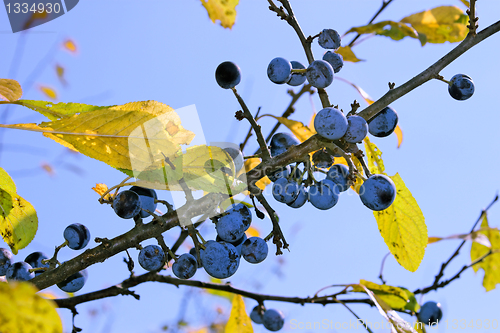 Image of Ripe blackthorn fruits