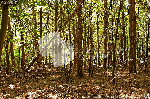 Image of Wild pine forest