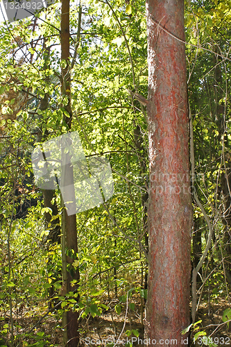 Image of The trunk of pine