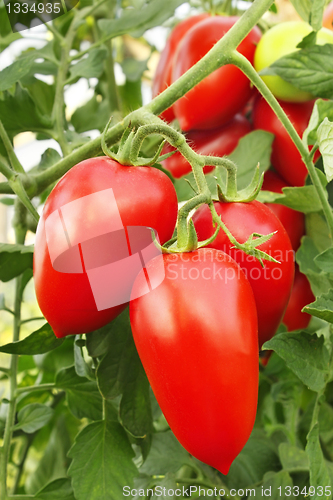 Image of Red tomatoes in greenhouse
