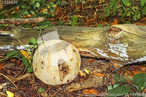 Image of Giant Puffball fungus