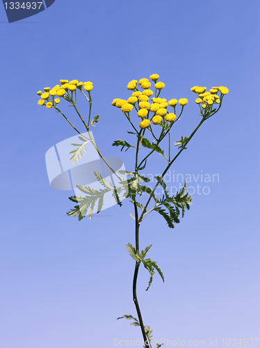 Image of Tansy flowers