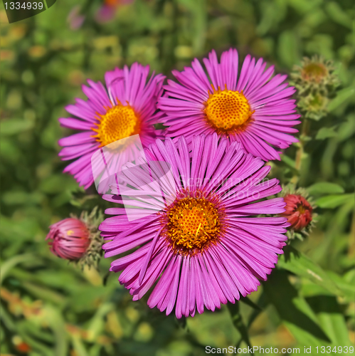 Image of Three asters