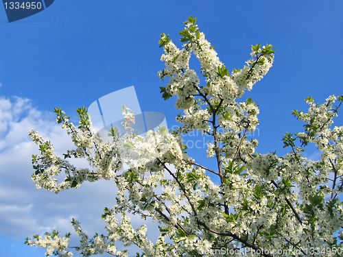 Image of branch of a blossoming tree