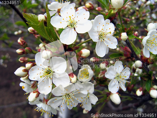 Image of branch of a blossoming tree