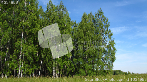 Image of edge of birch forest