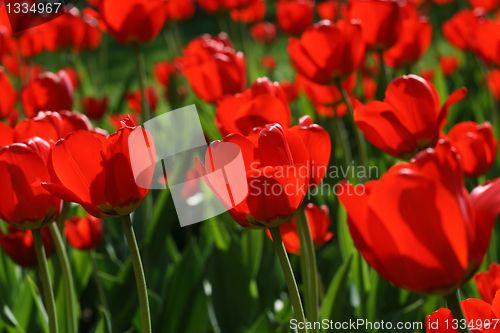 Image of beautiful red tulips