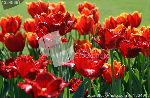 Image of beautiful red tulips 