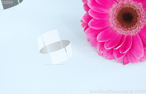 Image of zinnia in the corner