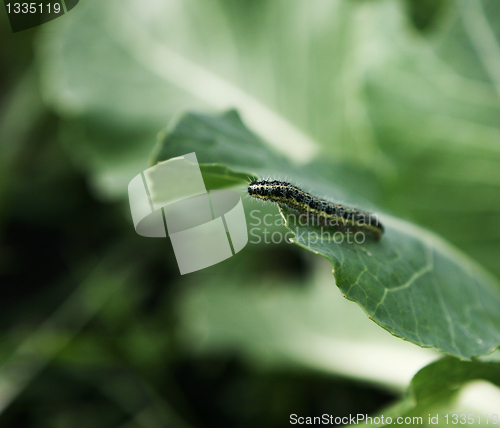 Image of Caterpillar