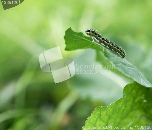 Image of Caterpillar