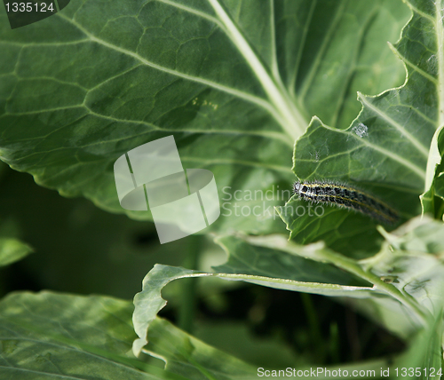 Image of Caterpillar