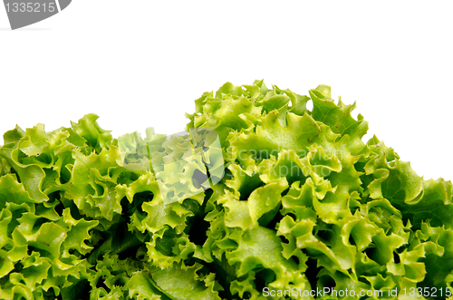 Image of Lettuce salad leaves