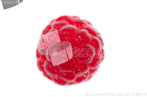 Image of Red raspberry