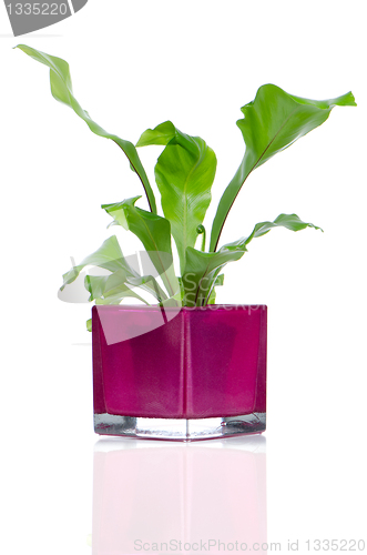 Image of Houseplant