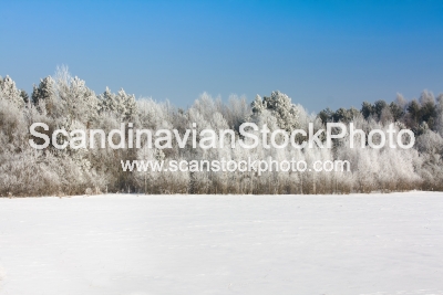 Image of Winter wood