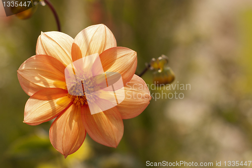 Image of Dahlia